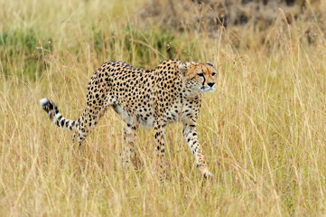 Cheetah on savannah in Africa