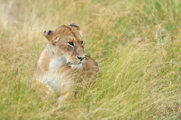 Obraz na płótnie Canvas African lion in the Park South Africa