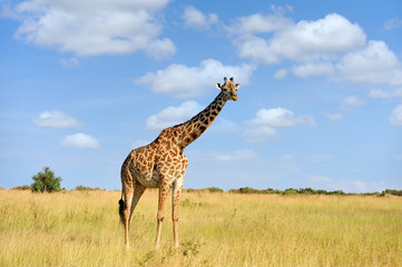 Giraffe on savannah in Africa