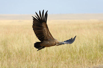 Vulture flying. Masai Mara National Park