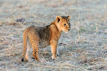 African lion cub