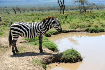 Fototapeta na wymiar Zebra near the water in Africa