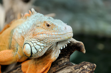 Iguana