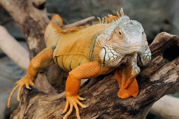 Iguana
