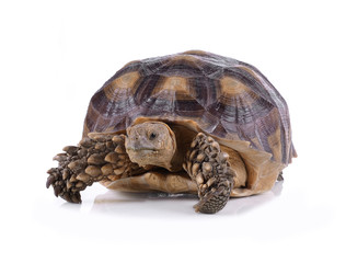 turtle isolated on white background