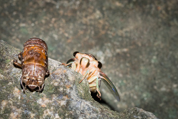 This is a photo of a cicada and cicada slough, was taken in XiaMen botanical garden, China.