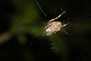 This is a photo of a spider, was taken in XiaMen botanical garden, China.