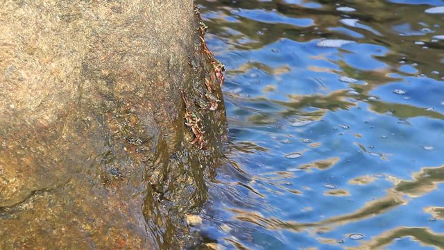 painted stone crabs on rock at the beach, grapsus albiliniatus, samet island, thailand, high definition, Full HD, 1920x1080