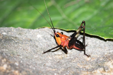 This is a photo of one kind of cricket, was taken in XiaMen botanical garden, China.