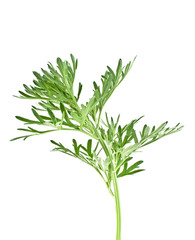 Sagebrush twig isolated on white background