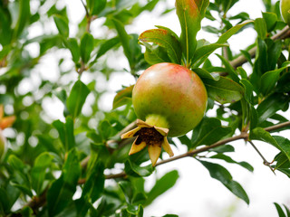 Pomegranate fruit