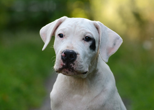 Portrait of puppy dogo argentino