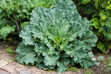 Fresh big cabbage in the garden