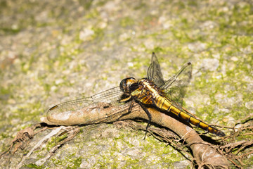 This is a photo of a dragonfly, was taken in XiaMen botanical garden, China.