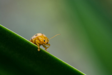 fourteen spotted beetle bug on leaf isolate on green background