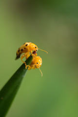 fourteen spotted beetle bug on leaf isolate on green background