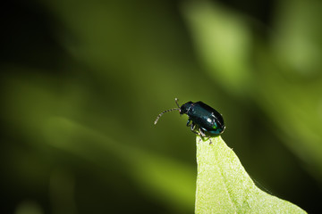 This is a photo of one kind of beetle, was taken in XiaMen botanical garden, China.
