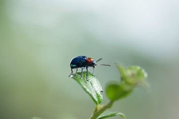 Beetle on green leaf as background