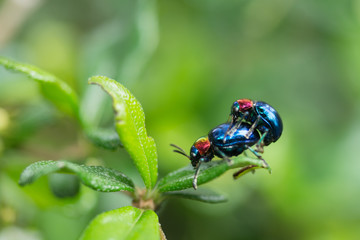 Bug breeding as background