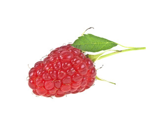 Ripe raspberry isolated on white background