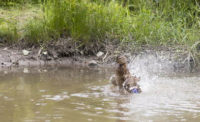 Duck washing itself in a water