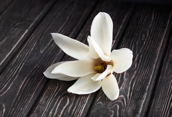 white magnolia flower close-up.