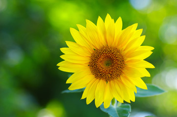 Close up of sunflower