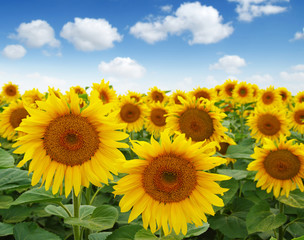 Fototapeta premium sunflowers field on sky