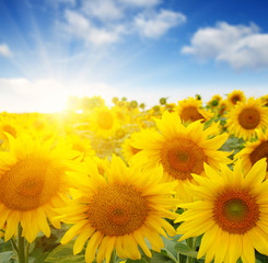 Obraz premium sunflowers and sun