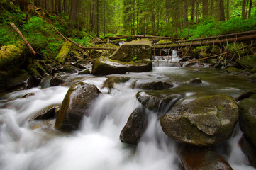 Mountain river in the green forest