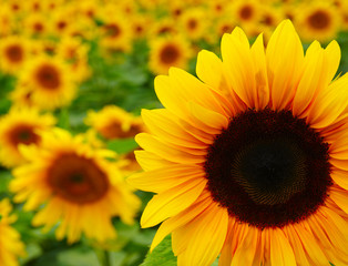 Fototapeta premium Close up of sunflower