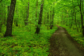 green forest