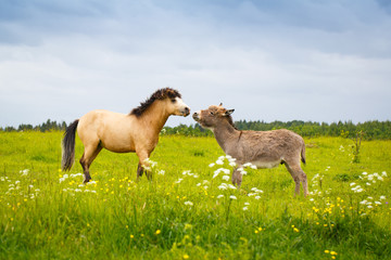 welsh pony and gray donkey