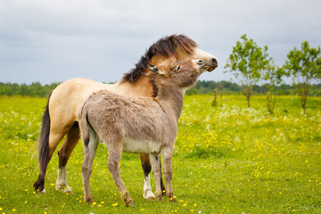 Obraz premium welsh pony and gray donkey