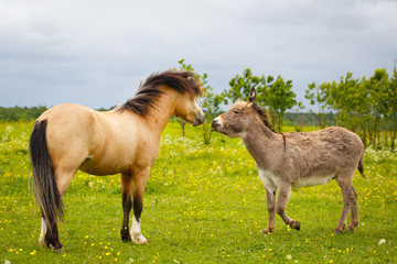 Obraz na płótnie Canvas welsh pony and gray donkey