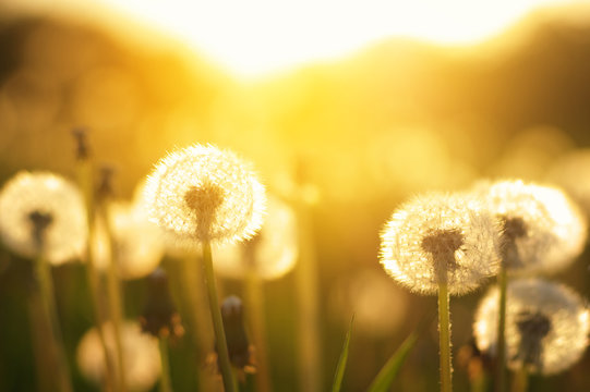Fototapeta dandelions in the sun