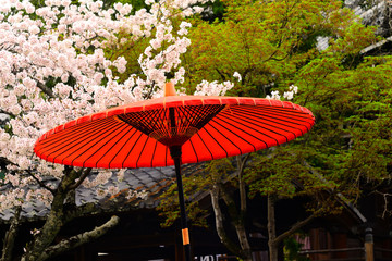 Red parasol and cherry blossom, Kyoto Japan.