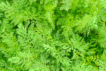 Background of a carrot beet tops