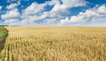 Field of ripening wheat against the sky with clouds