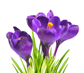 Crocus flower in the spring isolated on white (selective focus)