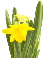  Spring floral border, beautiful fresh narcissus flowers, isolated on white background © ulkan