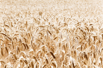 Kornfeld mit reifem Triticale