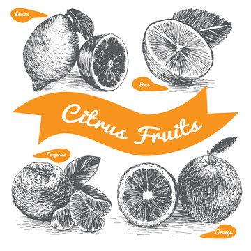 Vector illustration black and white set with citrus fruits