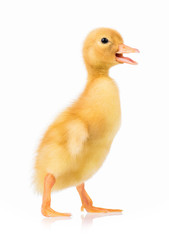 Cute domestic duckling isolated on white background