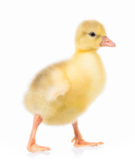 Cute little newborn gosling, isolated on a white background