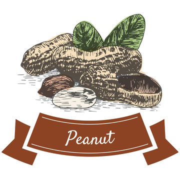 Vector colorful illustration of peanut