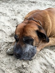 Boerboel, Burbull