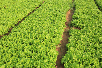 green lettuce crops in growth at vegetable garden