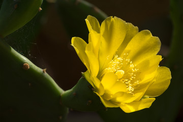 gelbe Blüte des Feigenkaktus