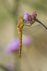 junge Libelle Mosaikjungfer Aeshna Hochformat